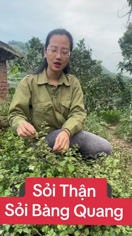 Tiêu tan , Bài thạch Sỏi nhờ cây này #suckhoechomoinguoi #thaoduocquanhta #xuhuongtiktokk #TikTokAwardsVN2023 