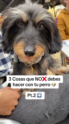 3 Cosas que NO ❌ debes hacer con tu perro 🐶  Pt.2 ➡️ #nohacer #chocolate #prohibido #socializar #regañar #sobreperros #perritosfelices #mascotasdetiktok #viralvideotiktok 