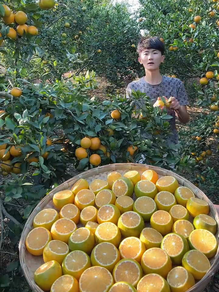 Very fresh and juicy, Sweet Orange🍊 fruit farming