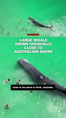 A video shows a large whale swimming unusually close to the shore at a beach in Perth, Australia, according to Reuters. Swimmers were seen approaching the whale and touching it. #whale #perth #australia #cnn #news 