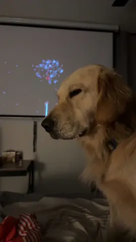 Cuida a tu perro estas fiestas #felipe #perros 