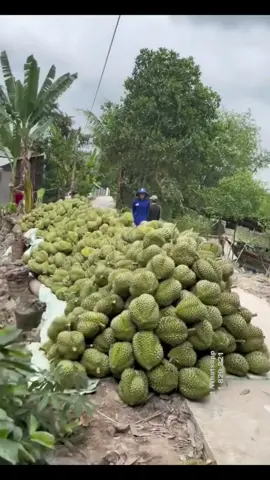 Expensive fruit in the world |😋  -Harvesting durian in Vietnam #fruits #vietnamdurian #榴莲 #ทุเรียน 