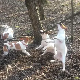5 Crazy JACK RUSSEL #jackrussellterrier From #poland 🇵🇱 @gymrussells © #arispedigree #terrier 