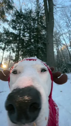 My realtor sure loves the snow! #runrunrudolph #karenbark 
