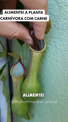 Alimentei a planta carnívora com carne perte 2