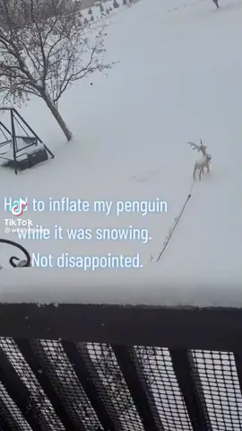 #snow #penguin 