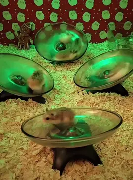 Hamsters having a RAVE 🎵🎶. #hamster #fyp #foryou #race #music #spin #rave 