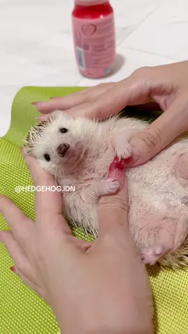 Classy massage for queen Timmy ✨ • • • 🙏🏻Please do not repost without permission, this video belongs to @hedgehog.idn 🙏🏻 **No Animal Were Harmed in this video documentary • • #komunitaslandakmini #hedgehogsofinstagram #hedgehogs #besthedgehogintheworld #landakmini #fatanimal #fatpet #hedgehoglove #hedgehoglife #hedgehogbaby #babyhedgehog #smallanimals #cutepet #cutepetclub #timmythehedgehog #刺猬 #petinfluencer #ハリネズミ #かわいいハリネズミ #ハリネズミのいる暮らし #hedgehogs_of_instagram #adorableanimals #adorablepets  #hedgehoglover #hedgehogcommunity #hedgehognation #hedgiesofinstagram #hedgehogdaily #landakminijinak #friendlypets 