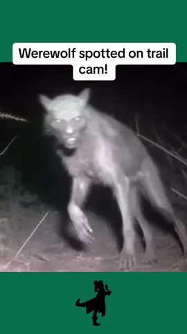 This mysterious creature was captured on a trail cam. At first, it appears to be a wolf, but looking more closely, it has elongated fingers and a human like face and teeth. Could this be the mythological creature known as a werewolf! #oliviatwistmysteries #mystery #werewolf #wolf #myth #folklore #creature #caughtoncamera #sighting #strange #beast #monster #real #fake #hoax 