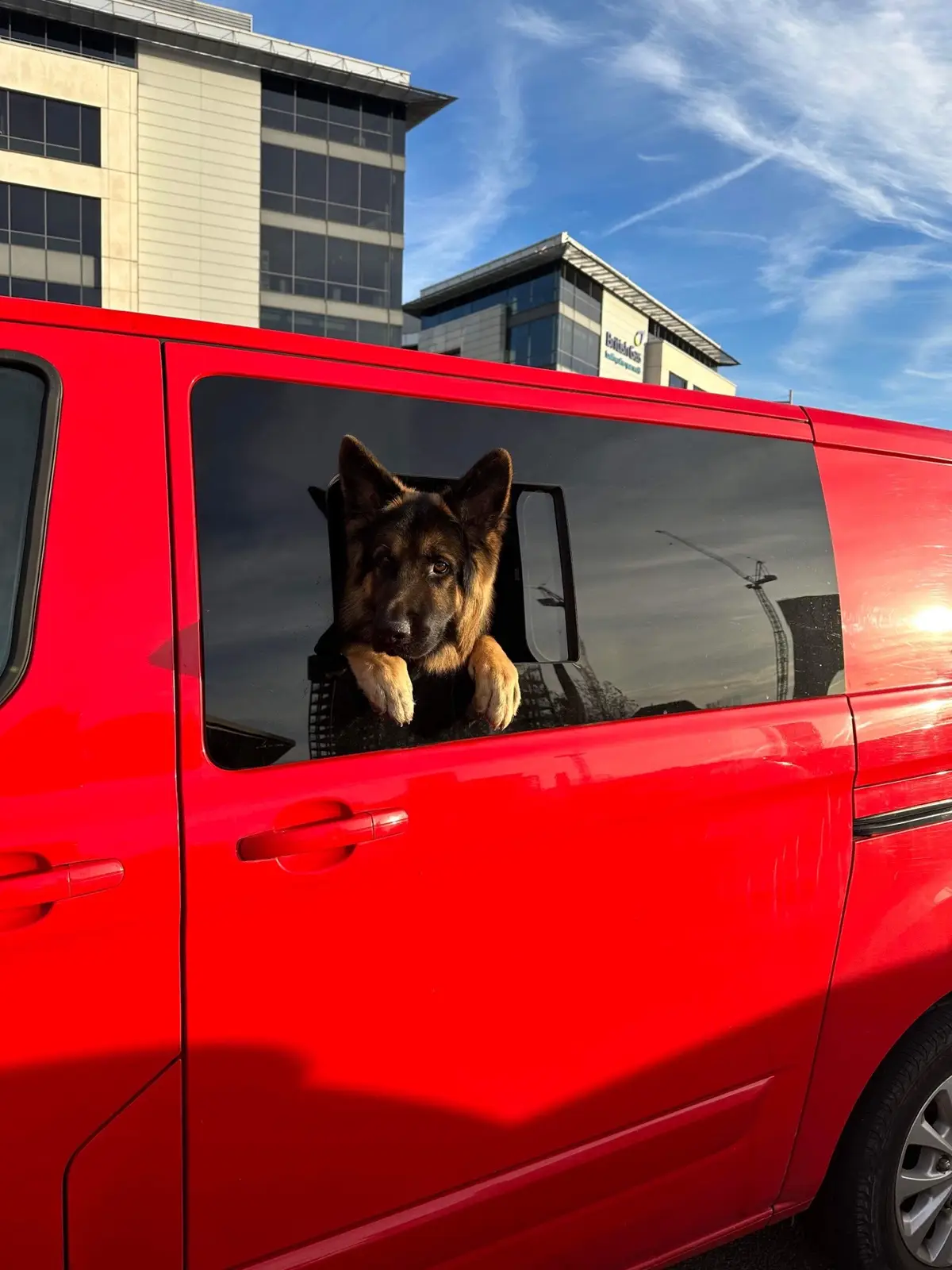 He loves his window, and the attention people give him 😂 #germanshepherd #gsdpuppy #puppy #germanshepherddog #germanshepherdowner #gsdsoftiktok #germansheperdpuppy #germanshepherdsoftiktok #germanshepherds #fyp #foryoupage #fypシ #dogs 