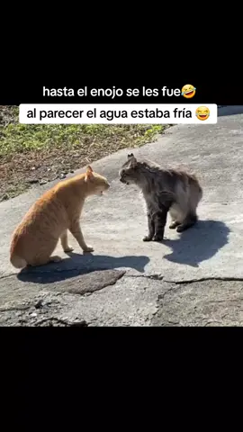 delicioso baño gatuno 🐱 #pelea #gatos #baño #riña #arañar #pelear 