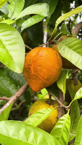 🥚Fruit + 🐓sounds = happy farmer kelli ❤️🤭 eggfruit aka canistel! you ever tried it!? i am blessed to be able to pick these fruits right off the tree and eat them right there. there is literally nothing like it in the whole wide world. if you arent growing any fruit yet... well.. theres a link in my bio ;). join the club. plant a seed. change the world. cuz the world we living in right now needs all the seed warriors that can help her 🌎. RIGHT NOW theres a war on food. they want us at the grocery stores. eating dead. FAKE foods. they want you paying out the ass for fresh fruits and veggies. i want everyone to give them the middle finger and PLANT A FRUIT TREE! its a rEVOLution. be a part of the change. ❤️ we can do this. we already are. thank you for being here. thank you for planting seeds. thank you for supporting the mission. sending you love today ❤️ aloha  #canistel #eggfruit #asmr #kumuaina #treehousechicks #fyp #foryou #fypage #seedplug #gotseeds #fruitseeds #seeds #plantaseed #changetheworld #bethechange #growyourown #letsgrow #growfrujt #fuckyourlawn #fruittreesinmybackyard  #farmlife #offgrid #offgridfruitfarm #fruitporn #openfruit