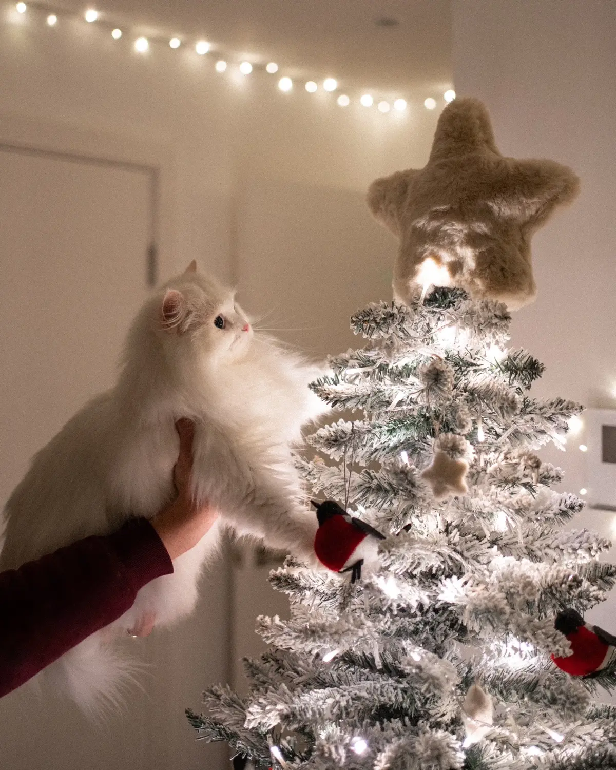 Some Christmassy pics✨🎄 #cat #catphoto #christmas