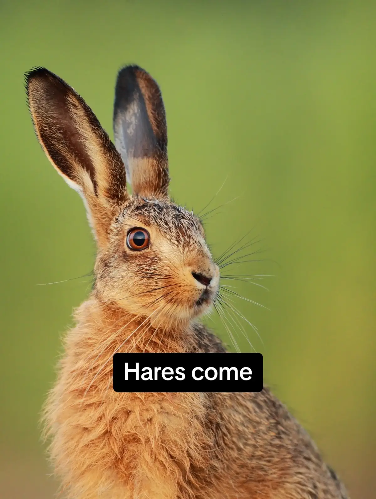 #Hares will “box” each other if a male approaches a female unwilling to mate. #FunFact #Mating #Boxing #Wildlife 