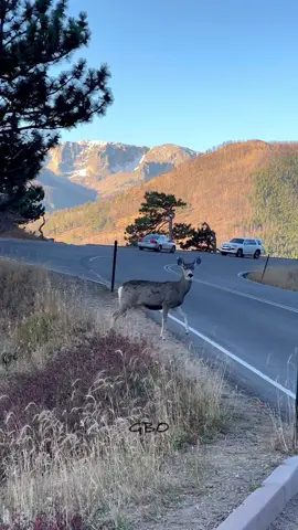 Crossing roads can be a dangerous matter. Fortunately there weren’t many cars out while this doe and twins crossed.   www.GoodBullGuided.com  #Photography #wildlife #nature #colorado #reels #goodbull #deer #muledeer 