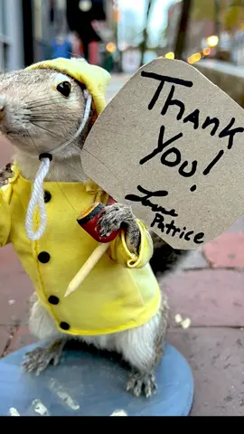 Thanks for finding us. Check us out at www.themainesouvenirshop.com #fyp #maine #taxidermy #local #portlandmaine #squirrel #squirrels 