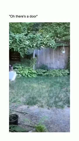 Bro did that on purpose 😂😂 #animals #animalsoftiktok #animaltok #bear #bears #bearsoftiktok #beartok 