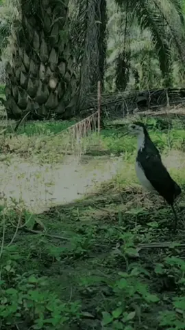 Mikat burung ruak ruak menggunakan, jontrot siluman #berburu #mikatruakruak #racikruakruak #sawitan#sibolang #pikatruakruak #fyp 