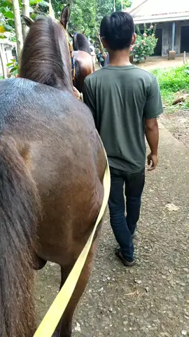 #budayakotasumedang🐴 #capcut #fypシ゚viral #Bungastable#jengelstable 