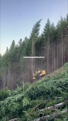 tonton sampai habis aja dulu ,ibu kota nusantara IKN🌿 di tanah borneo pulau kalimantan menumbang kan ribuan pohon produksi,mari simpan video dan post ulang postingan ini agar 10 tahun kedepan anak,cucuk,cicit kita masih bisa menyaksikan betapa indah nya satwa hewan kalimantan yg dilindungi di tanah borneo tercinta..  @jerhemynemo 🍃🇳🇱  #ikn #ibukotanusantara #kalimantan #borneo #indonesia🇮🇩  #rockygerung 