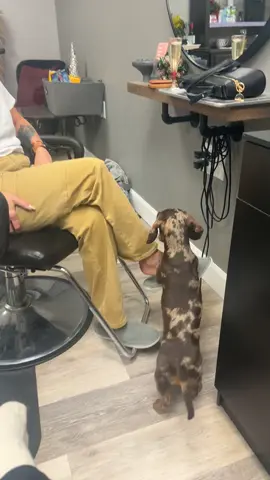 That wiggle in the bum tho 😍 #dogsoftiktok #minidachshund #dachshund #dachshundsoftiktok 