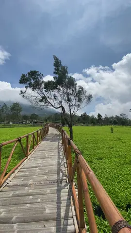 #wonosobo #tambiwonosobo 