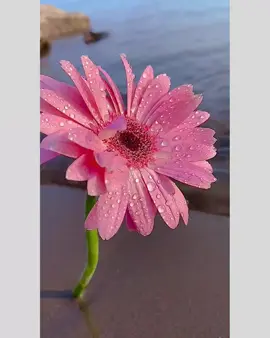 রাখতে জানলে কেউ হারায় নাহ🖤🥀#foryou #মেনশন_করুন_আপনার_প্রিয়_মানুষকে❣️😊 #fvt_song_lines #sobai_support_korben_ #bdtiktokofficial 