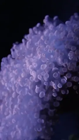 coral sehat mekar  #allmymoneygoestocoral #aquariumlautindonesia #akuariumairlaut #akuariumlautjakarta #akuariumlaut #akuariumlaut #gonioporacoral #reefaquarium 