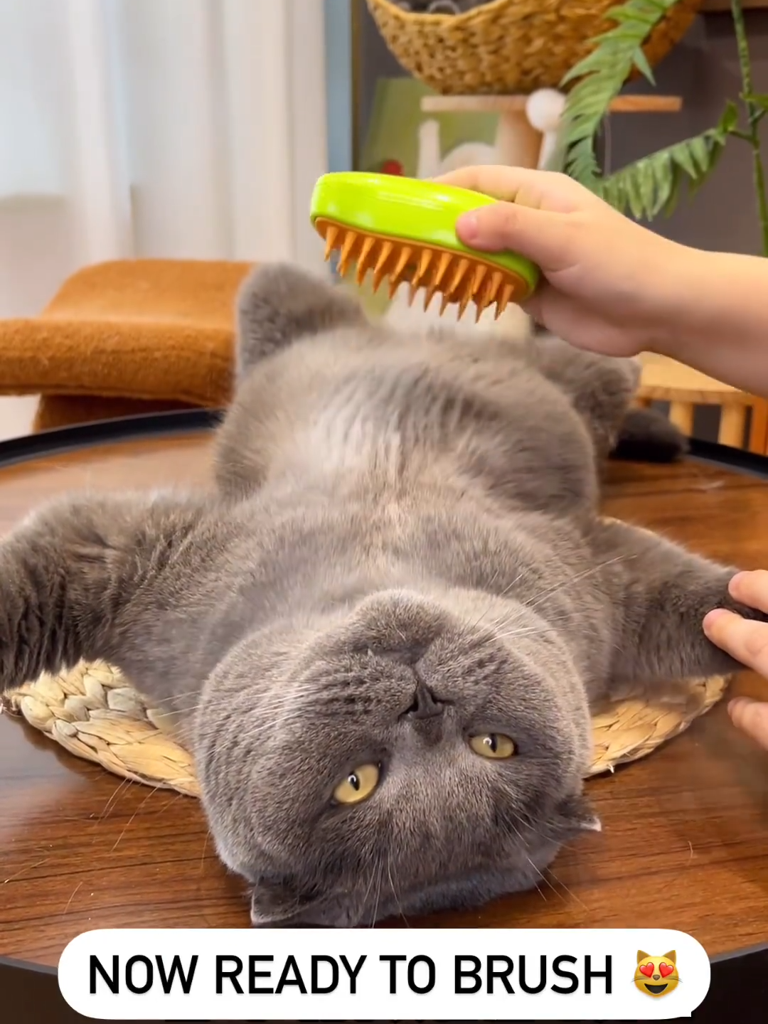 Electric Pet Brush with Spray | 3-in-1 Grooming for Cats and Dogs 🔗 Link the Bio #pets #petlover #petbrush #cat#dog#petgroomingessentials#CatCare#BondingMoments #SteamyBrush#GentleGrooming#FurFreeHome#PetWellness #ConvenientGrooming#SteamTechnology#MultiPurposeBrush#HealthyPets #PetLovers#CatMassage#FurRemoval#HappyCats