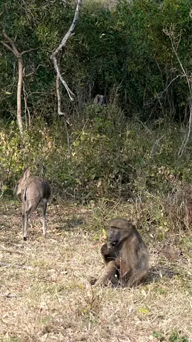 The baboon invited the duiker over for a meal. #baboon #baboons #duiker #kruger #krugernationalpark #krugerpark #natgeowildlifephotography #wildlifephotographic #africanwildlifephotography #wildlifephotographyofinstagram #wildlifelovers #wildlifephotogropher #photographer #Travelwith_simon