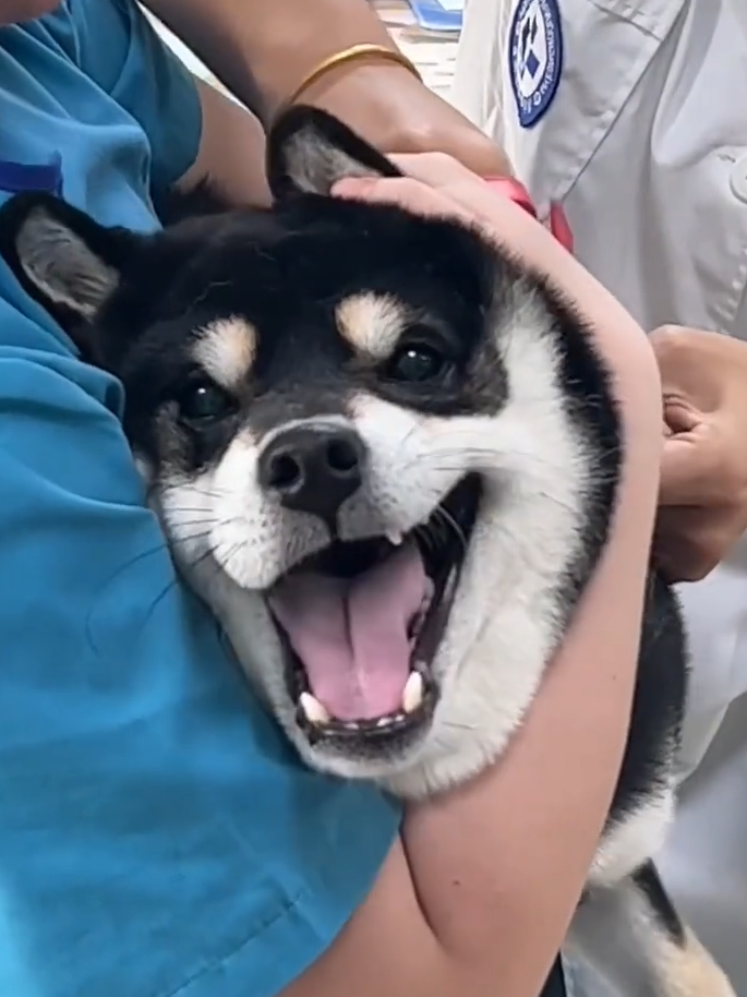 YESSSS The whole world is afraid of injections🤣🤣🤣 #shibainuoftiktok  #VetVisit  #FunnyPets  #NeedleNonsense  #VaccinationHumor  #ShibaLaughter #PetCheckup  #DoggyComedy  #ShibaInuLife  #petvaccination  #ShibaInuFunny  #petvetvisits  #HumorousPets  #Needle  #vaccine  #ShibaInu  #DogMoments  #doggyvaccine  #ShibaInuAdventures