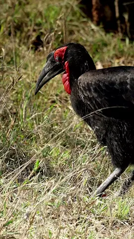 Every animal gets hungry and the same goes for this southern ground hornbill who is working up a large appetite to get some food. #hornbill #groundhornbill #southerngroundhornbill #krugerthroughmyeyes #krugernationalpark #greaterkrugernationalpark #bigfivesafari #animalsofinstagram #birders #bird #Travelwith_simon