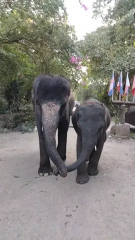 #จับมือเดินไปด้วยกันน้องแฮปปี้กับพี่ชมพู่❤️❤️🐘🐘 