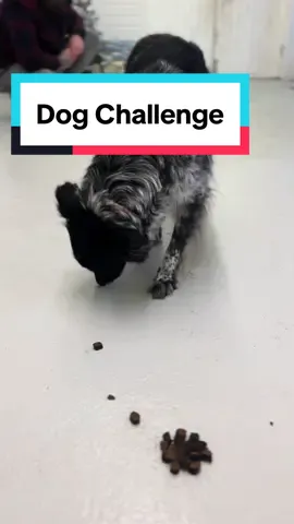 Ready, Steady Go!🐾🐶 How did mabel do?  #naturaldogtreats #dogracechallenge #naturaldogcompany #naturaldogtreatsuk #doglover 