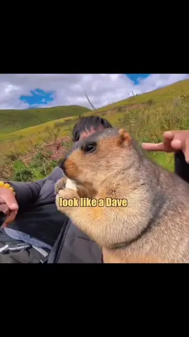 It's me Marvin just checking in here. (Source vid from @toulouse936) #funny #marmot #voiceover #animalvoiceover