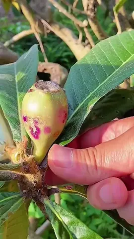🧑🏼‍🌾🫠👍🏻 #fruit #garden #yummy 