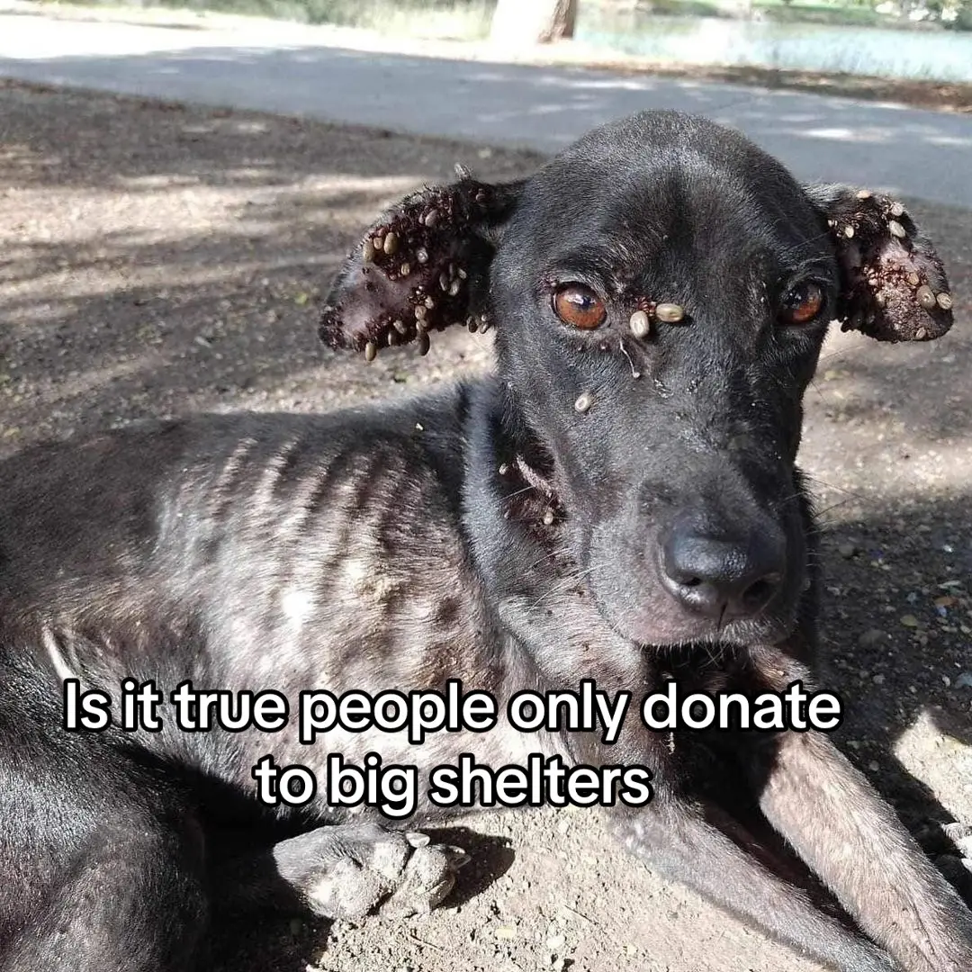 URGENT HELP NEEDED HOMELESS ,EMACIATED INFESTED WITH TICKS AND MANGLED LEGS LEFT TO DIE ON THE STREETS Help us save Bonesy, help us get him off the streets NOW! He needs life saving medical treatment and emergency medical care He's infested with ticks, can hardly walk and weak from starvation. You can see every bone, he's so frail. Poor Bonesy has suffered insurmountable abuse and neglect. DONATIONS ARE NEEDED RIGHT NOW TO HELP Bonesy... He's homeless with no one to care for him. PayPal link in profile #dogrescue #animalshelter 