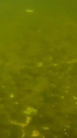 #underwater #treasure #fyp