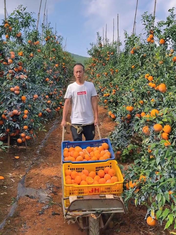 Beautiful nature and rural life, Fresh Orange🍊 fruit harvesting