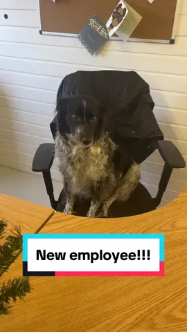 Our new receptionist 👀🐾 #naturaldogtreats #dogsoftiktok #naturaldogcompany #doglover #foryoupage #mabelsnaturalpetsupplies 