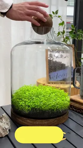 It's a great Christmas present. Do you want one?#foryou #foryoupage #aquariums #fishtanks 