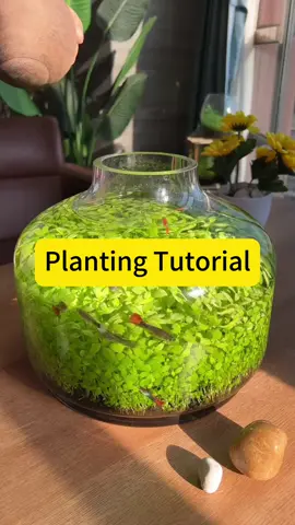 Micro-ecological hydrophyte tank#foryou #foryoupage #aquariums #fishtanks #fishtoks 