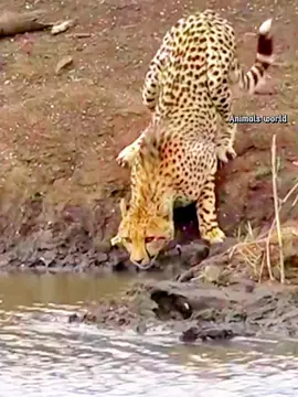 Crocodile attacks jaguar drinking water#wildlife #animal #viral #fyp #capcut #animalworld #foryoupage #wildanimals #animals #foryou #fypシ #foru 
