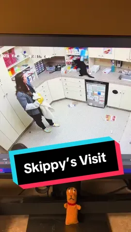 Skippy’s Adventures at the Vet 🐈‍⬛😄 *his family gave us permission to post this recording* #cats #blackcat #catsoftiktok #catsatthevet #vetmed #animalhospital #vettech #vettechtok #lvt #vettechlife #vettechhumor #cattok 
