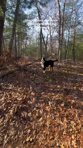 Walk, fence, couch time = happy walty #waltandgus #waltthebernese #bernesemountainpuppy #backyardvibes #backyardtransformation #backyarddesign #gusthebernese #waltandgusthebernese #longervideos #dayinmylifevlog #dayinthelife #dogvoiceover #dayinmylifevlog 