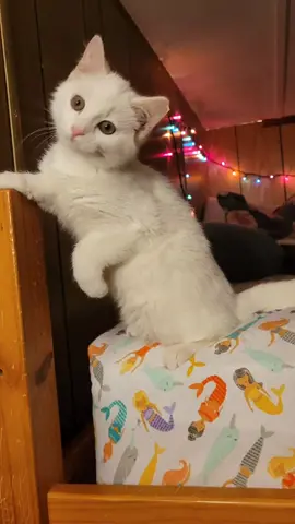 these kitties have the cutest poses #zoolander #catsoftiktok #kitty 