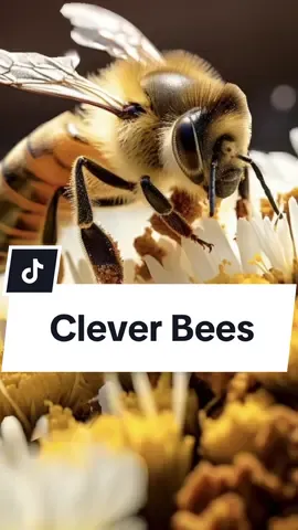 How Bee Pollen is collected, you can then buy it and benefit from this amazing stuff.#tikmarketing #bees #flowers #beepollen #buzzorganics  #hives 