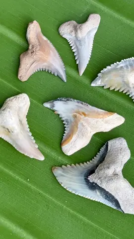Crazy colorful Snaggletooth just found! Mother Nature is an incredible artist  . . #SHRKco #sharktooth #sharkteeth #Snaggletooth #sharks 