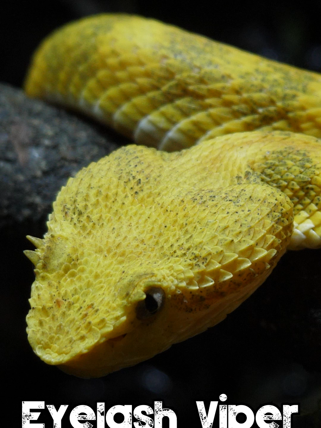 🐍 EYELASH VIPER 🐍 (Bothriechis schlegelii) - One of the most BEAUTIFUL snakes in the world! 🐍 #snake  #venomous  #venom  #viper #snakesoftiktok #snakes #snakebite #snaketok #wildlife #wildlifephotography #animal #animals #reptile #reptilesoftiktok #reptilekeeper