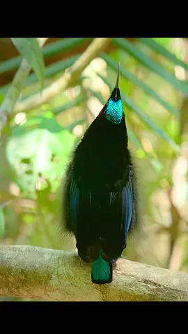 #tiktok #fyp #animals #documentary #nature #amazing #bird 